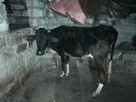 એચએફ ઓડકી વેચવાની છે અઢી વર્ષની