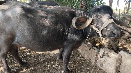 વેતર ચોથું