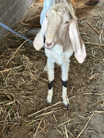 વેચવા નુ છે