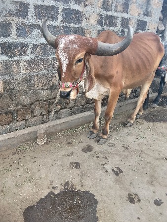 थंबनेल 3