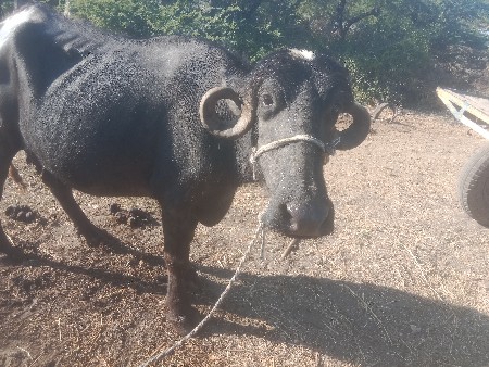 કિંમત એક લાખ પંચી હજાર