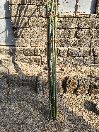 વાંસ વેચવાના છે