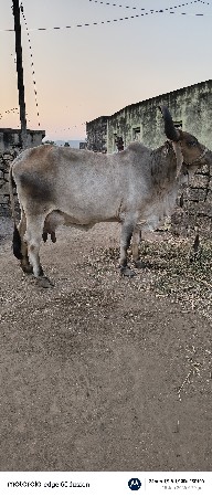 ગાય વેસવાની સે