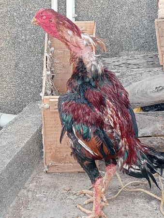 tikar ashil Murgho  WT..4.2