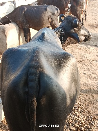 थंबनेल 3