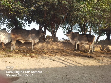 थंबनेल 3