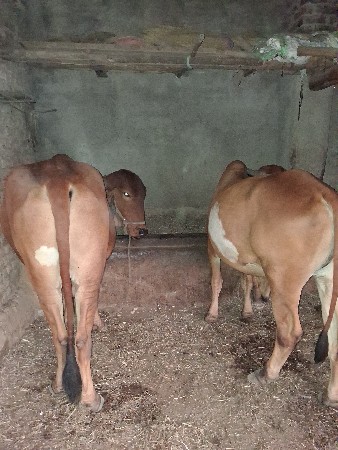 થંબનેલ 2