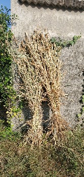 જુવાર વેચવાની છે