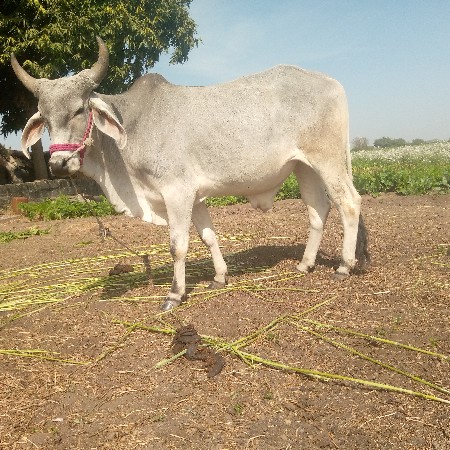 थंबनेल 2