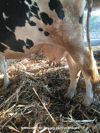 પરમાર સુભાષ સિંહ