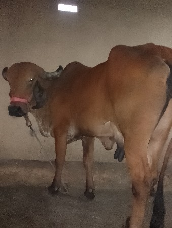 આ ગાય વેચવાની છે.