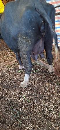 ભેંશ વેચવાની છે