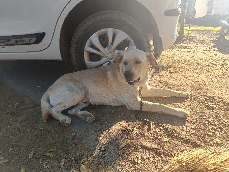 લેબ ડોગ વેશવાનો છે