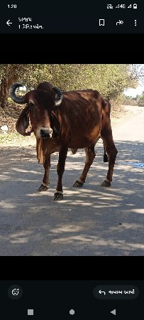ગાદેવાઆનીસે