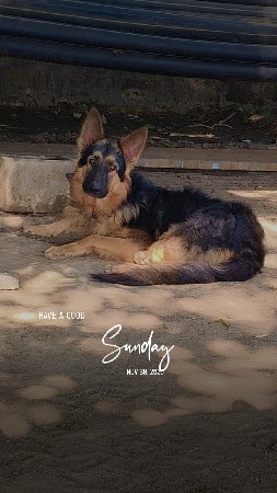 ઓરીજનલ જર્મન શેફર કૂતરો વેચવાનો