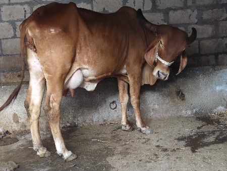 થંબનેલ 5