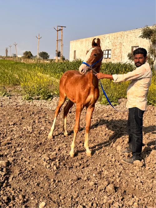 थंबनेल 3