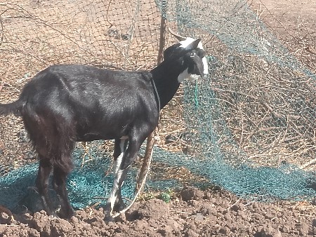 બકરી વેચવાની છે