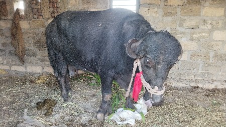 વેચવા ની સે