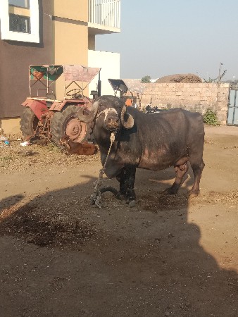 બીજૂ..વેતર.ભેશવેશવાનીશે