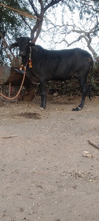 પેલું વેતર ગાભણ છે