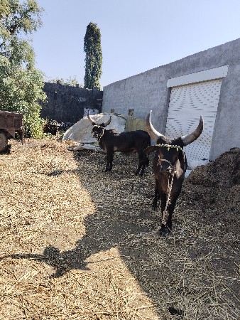 ઘોઢલા વેચવાના છે