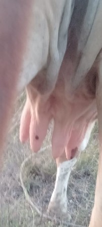 આ ગાય વેચવાની છે