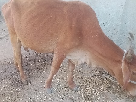 થંબનેલ 3