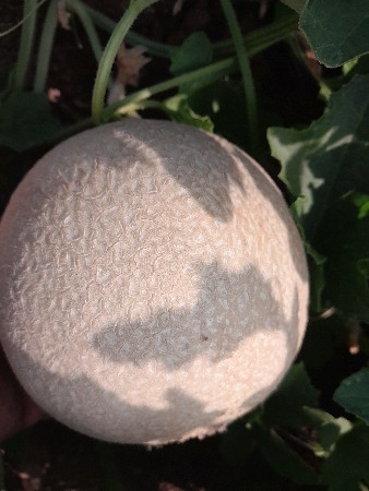 ટેટી વેચવાની છે