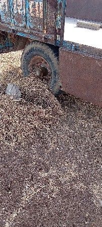 વેસવાની સે