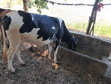 ગાય વેચવાની છે