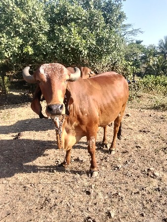 थंबनेल 3