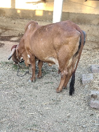 ગીર ગાય