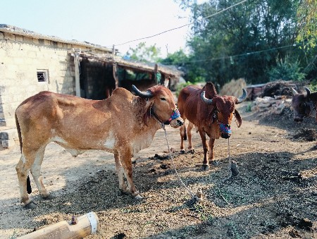 थंबनेल 2