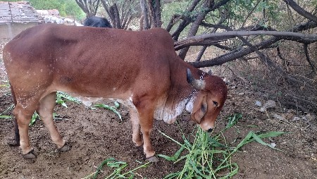 थंबनेल 3