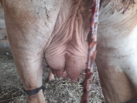 1લુવેતરગાયવેચવાનીછે