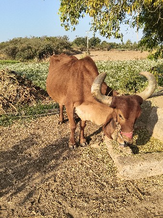 थंबनेल 3