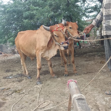 थंबनेल 2