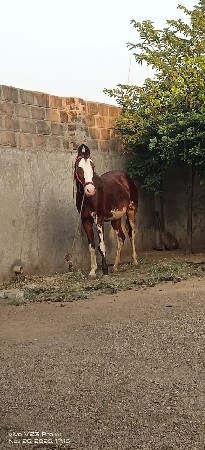 વેચવાની છે