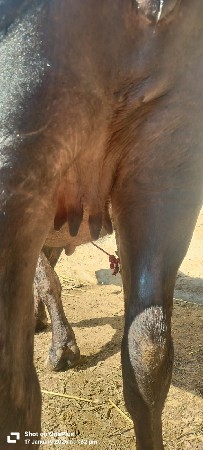 વેચવાની છે