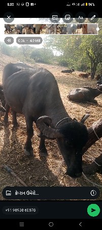 9723197610 ફોન કરો