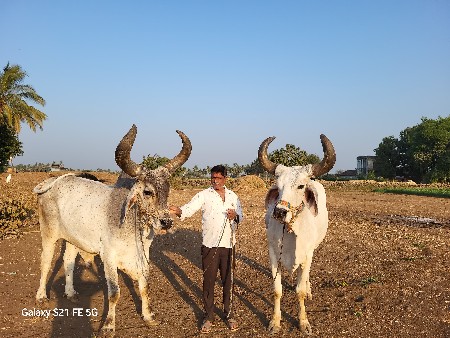 બળદ વેચવાના છે
