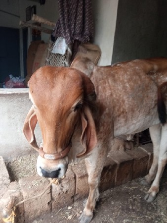 આ ગાય વેચવાની છે
