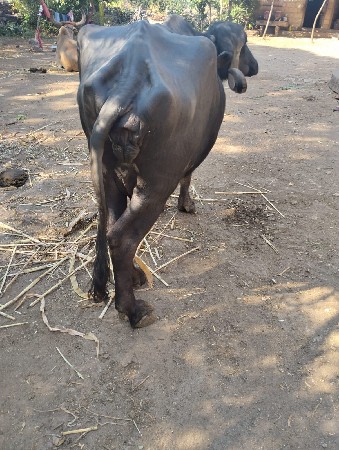 थंबनेल 2