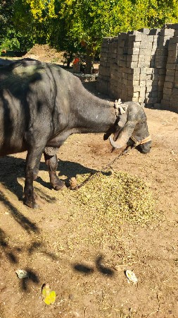 ભૅશ વેચવાની છે