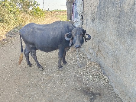 थंबनेल 2