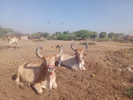 બળદ વેચવા ના છે