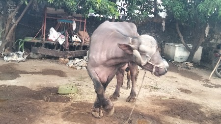 બીજું વેતર