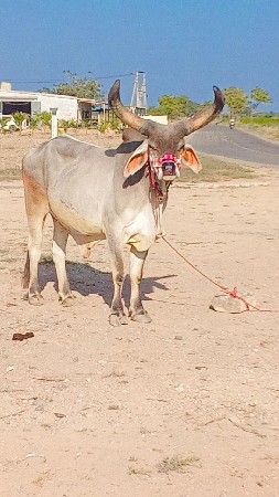 થંબનેલ 3