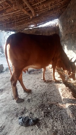 થંબનેલ 3